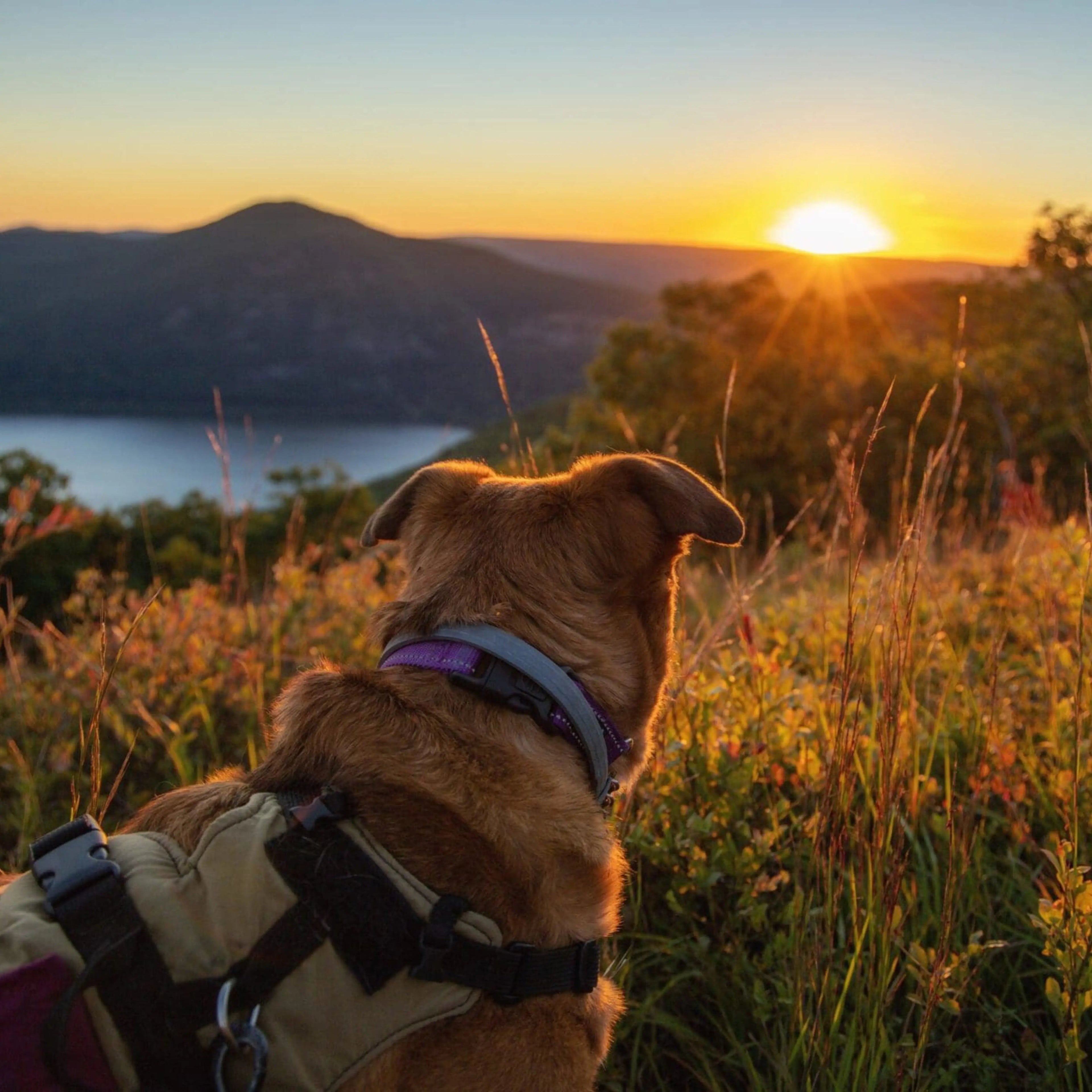 Hiking Dog Gear - PeakPaws Co.
